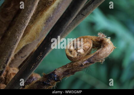 tightly curled fern, Edinburgh Botanical Gardens Stock Photo