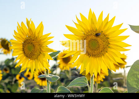 Two yellow sunflowers with bumblebee on a sunny day against the sky Stock Photo