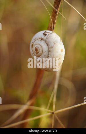 snail shell on a branch in a summer garden, macro photography. Stock Photo