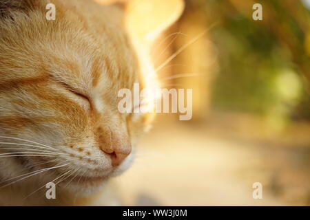 cat sleeps outdoor in summer sunny gaden, closeup face, macro photo Stock Photo