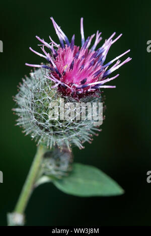 Close up image of single burdock in flower head blooming, isolated on black background. Stock Photo