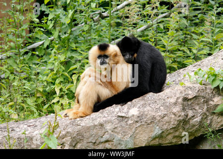 closely entwined crested gibbon couple, Latin Nomascus Iucogenys Stock Photo