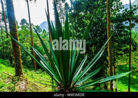 View on Agave plant in the natural landscape next to Jardin in Colombia Stock Photo