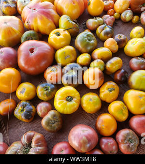 Colorful tomatoes yellow, green and red laying on a tarp on an open farmers market Stock Photo