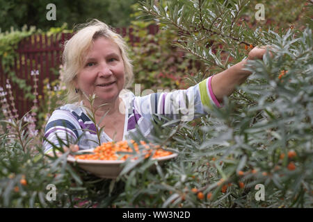 Mature caucasian woman picking sea buckthorn from tree in the garden Stock Photo