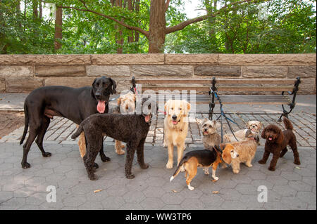 Different dog breeds being walked on the Upper West Side, New York City, USA Stock Photo