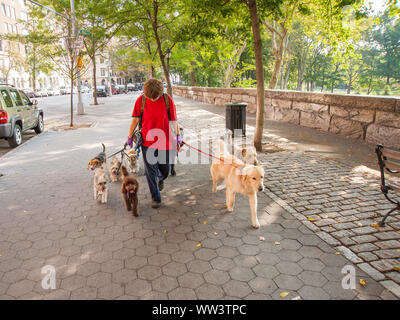 uws dog walker