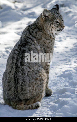 Bobcat. Sitting in snow with back to camera but face looking to the right. Stock Photo