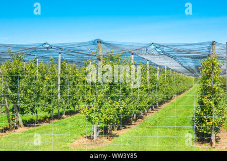 Large scale apple orchard located in the Blue Mountain region of Ontario Canada. Stock Photo