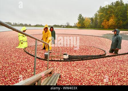 Farmers in rain jackets harvesting red cranberries floating on surface, during rain showers, in fall, on farm outside Wisconsin Rapids, Wisconsin, USA Stock Photo