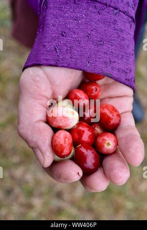 Close up of woman holding freshly harvested bright red cranberries in cranberry marsh on farm outside Wisconsin Rapids, Wisconsin, USA Stock Photo