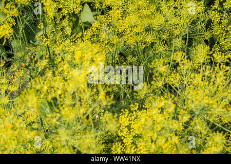 Natural background-flowering dill seeds, inflorescences umbrellas grow in the garden. Herbs and plants for cooking and medicine Stock Photo