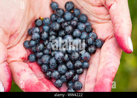 Freshly harvested wild bilberies in juice covered female hands. Stock Photo