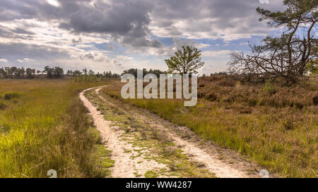 Landscape of Kalmthoutse Heide heathland nature reserve in Belgium on a sunny cloudy day Stock Photo