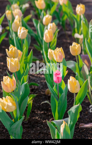 Striking red flowering tulip differs from the many yellow blooming tulips in different color concept. Stock Photo