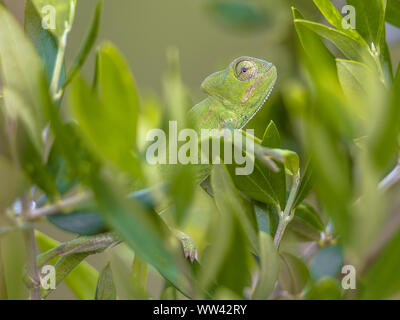 African chameleon (Chamaeleo africanus) climbing on branch in natural tree habitat and peeking through green leaves Stock Photo
