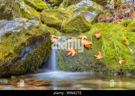 Tranquil forest waterfall stream in deciduous forest on peloponnese peninsula in Greece Stock Photo