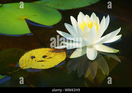 Water lily Stock Photo