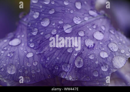 abstract macro of cells of a purple iris petal with water droplets in spring in Italy state flower of Tennessee Stock Photo