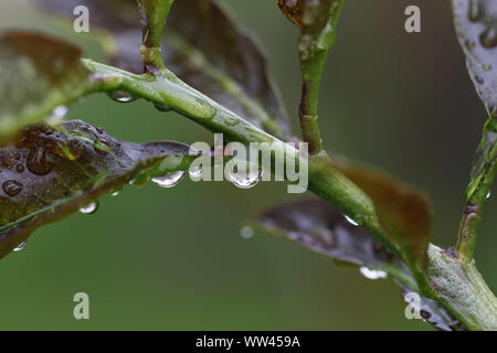 water droplets on a lemon tree leaf Latin citrus limon family rutaceae in spring in Italy Stock Photo