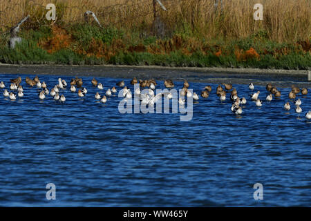 A Flock of American Avocets on the Water