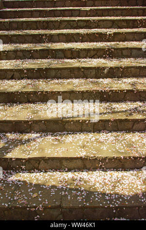 Cherry blossoms, Kikuchi Park Stock Photo