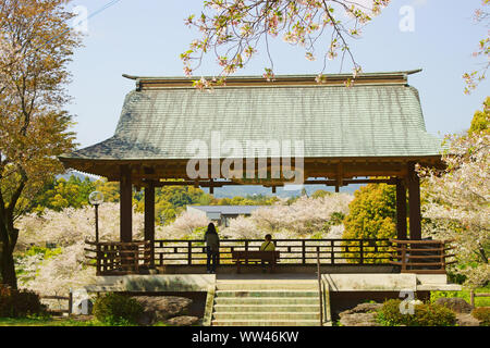 Cherry blossoms, Kikuchi Park Stock Photo