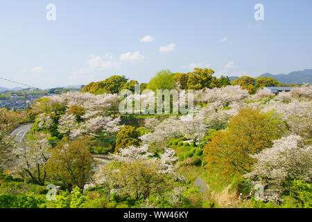 Cherry blossoms, Kikuchi Park Stock Photo