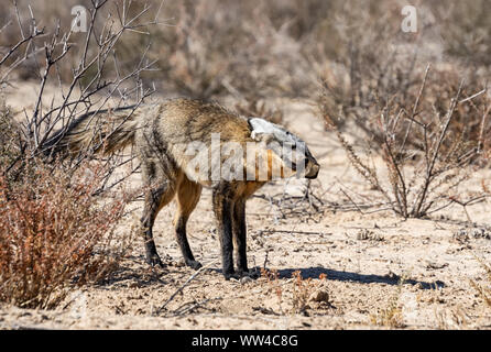 A bat-eared Fox foraging in Southern African savannah Stock Photo