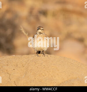 An Eastern Long-billed Lark perched on a termite mound in Southern African savannah Stock Photo