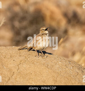 An Eastern Long-billed Lark perched on a termite mound in Southern African savannah Stock Photo