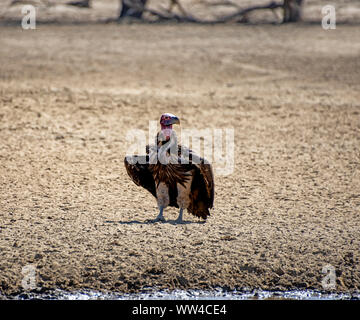 A lappet-faced Vulture by a watering hole in Southern African savanna Stock Photo