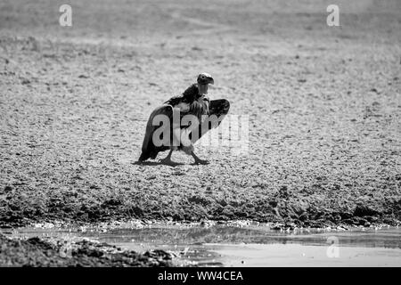 A lappet-faced Vulture by a watering hole in Southern African savanna Stock Photo