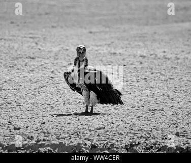 A lappet-faced Vulture by a watering hole in Southern African savanna Stock Photo