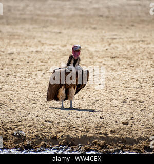 A lappet-faced Vulture by a watering hole in Southern African savanna Stock Photo