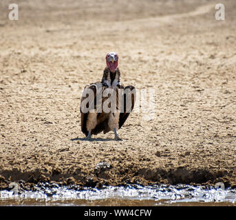 A lappet-faced Vulture by a watering hole in Southern African savanna Stock Photo