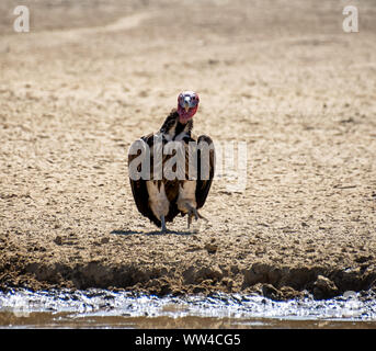 A lappet-faced Vulture by a watering hole in Southern African savanna Stock Photo