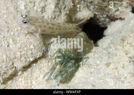 Gold-speckled Shrimpgoby, Ctenogobiops pomastictus, with Djibouti Snapping Shrimp, Alpheus djiboutensis, cleaning burrow, Raja Ampat, West Papua Stock Photo