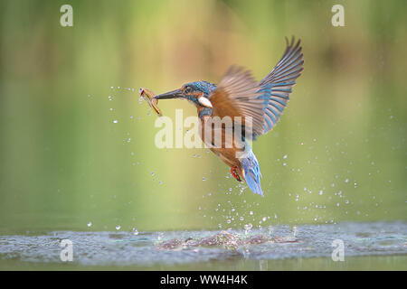 A male kingfisher Alcedo atthis leaves the water with a minnow in its beak and its wings spread