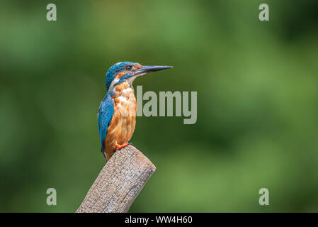 A profile portrait of a male kingfisher Alcedo atthis is perched on a post looking to the right into copy space
