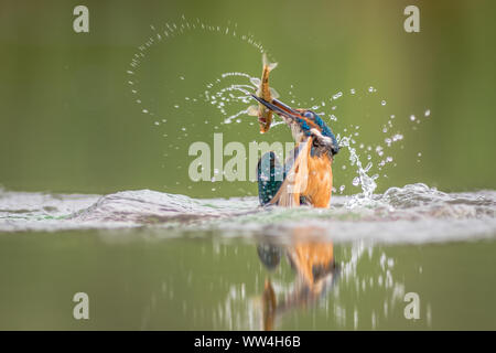 A male kingfisher Alcedo atthis is half out of the water with a minnow in its beak and water splashing around it. The bird is reflected in the water