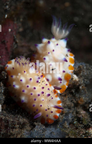Haa Shells Pair of Multi-pustuled Mexichromis Nudibranch, Mexichromis ...