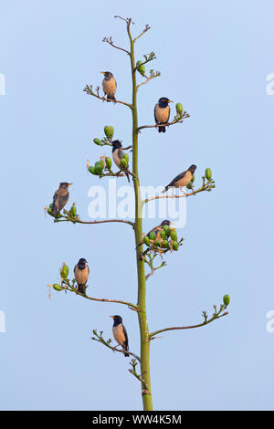 Bird Apartment Stock Photo