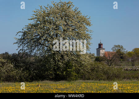 Wild pear, Pyrus communis in flower in hedgerow, with Gårdby church beyond, and dandelions in foreground. Oland, Sweden. Stock Photo