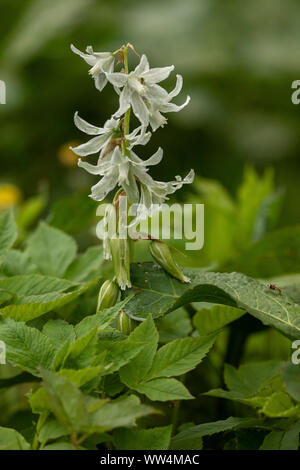 Drooping star-of-Bethlehem, Ornithogalum nutans, in flower. Naturalised in light woodland. Stock Photo