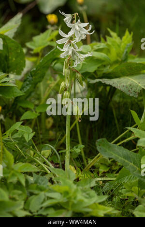 Drooping star-of-Bethlehem, Ornithogalum nutans, in flower. Naturalised in light woodland. Stock Photo