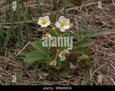 Green strawberry, Fragaria viridis, in flower in grassland, Oland, Sweden. Stock Photo