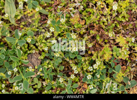 Thyme-leaved sandwort, Arenaria serpyllifolia in flower in dry grassland, spring. Stock Photo