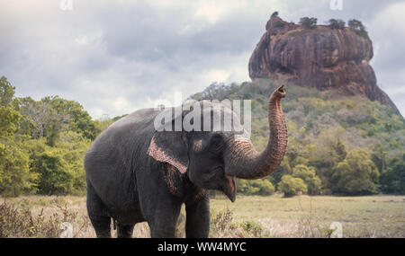 Elephant near Sigiriya lion rock fortress in Sigiriya, Sri Lanka Stock Photo