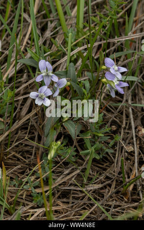 Meadow Violet, Viola pumila, in flower in damp calcareous grassland, Oland, Sweden. Stock Photo